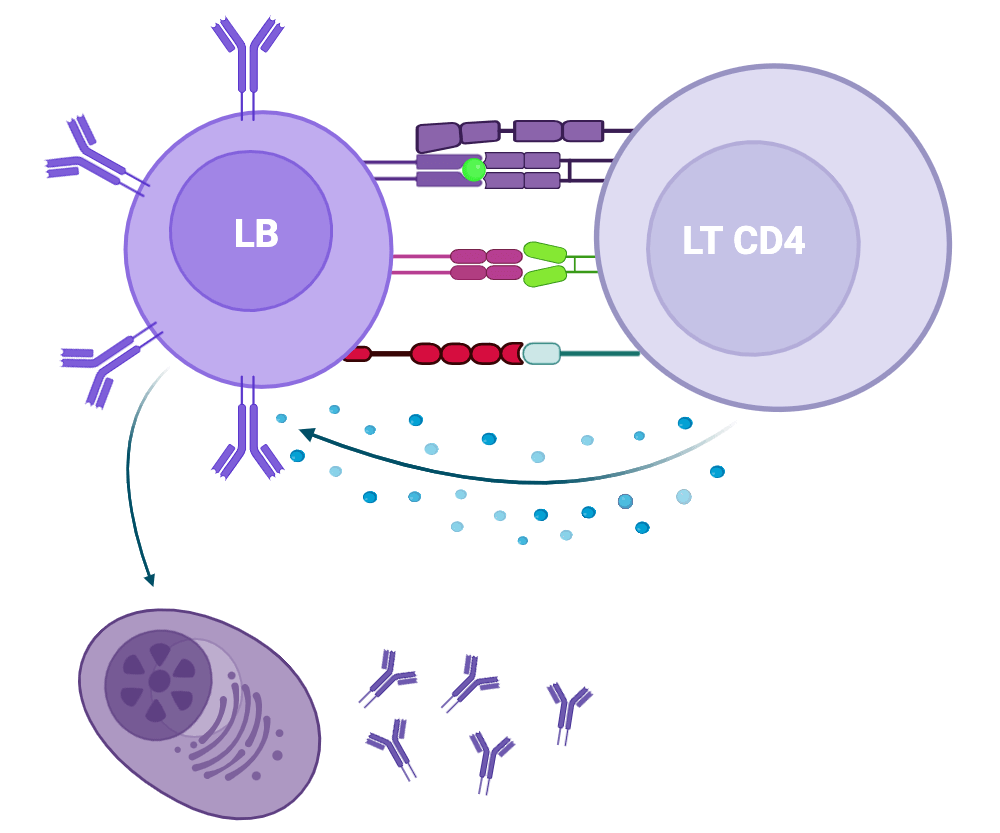 L’activation des<br/>lymphocytes B