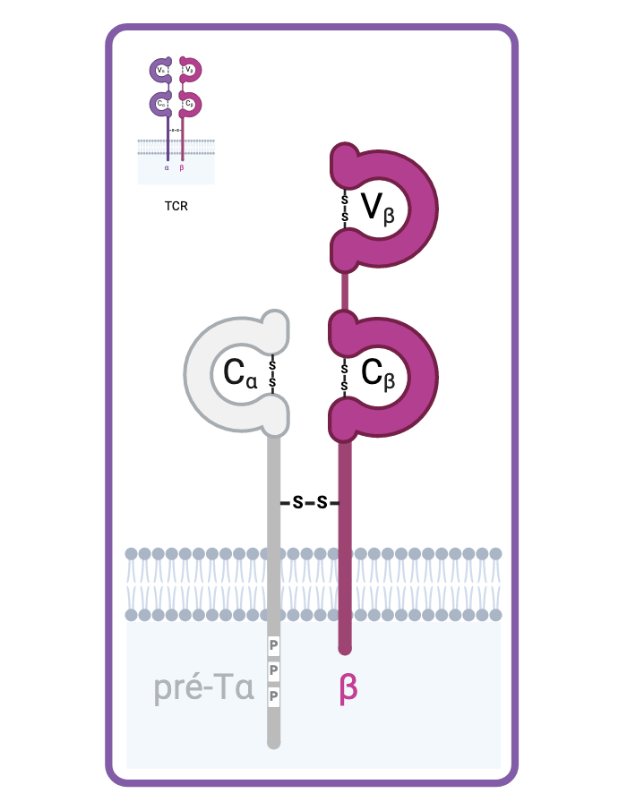 Pré-TCR